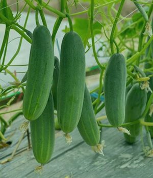 cucumber-photo-1